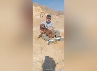 Toni - Labrador Schoko sucht sein Zuhause