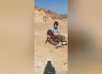 Toni - Labrador Schoko sucht sein Zuhause