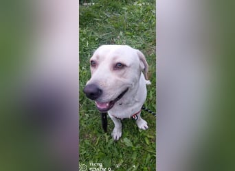 Unser besonderer  Labrador Mike sucht sein Zuhause.