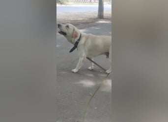 Unser besonderer  Labrador Mike sucht sein Zuhause.