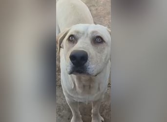 Unser besonderer  Labrador Mike sucht sein Zuhause.