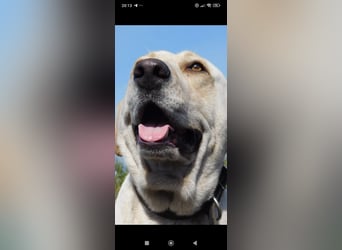 Unser besonderer  Labrador Mike sucht sein Zuhause.