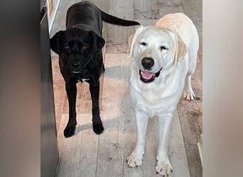 Kuma sucht ihre Menschen