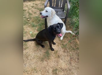 Kuma sucht ihre Menschen