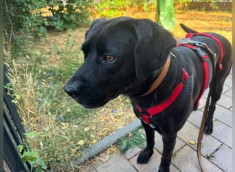 Kuma sucht ihre Menschen
