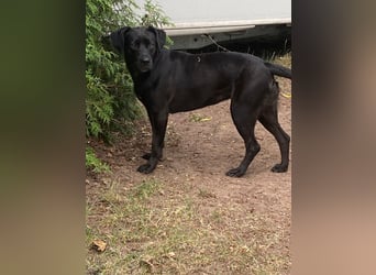 Kuma sucht ihre Menschen