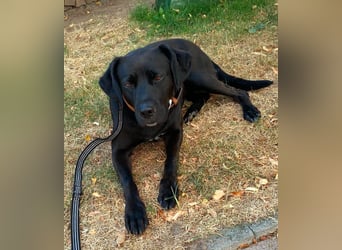 Kuma sucht ihre Menschen