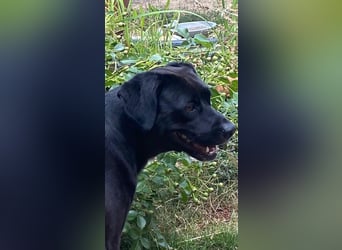 Kuma sucht ihre Menschen