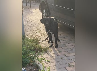 Kuma sucht ihre Menschen