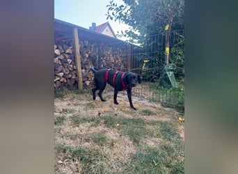 Kuma sucht ihre Menschen