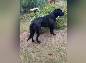 Kuma sucht ihre Menschen