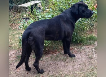 Kuma sucht ihre Menschen