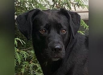 Kuma sucht ihre Menschen
