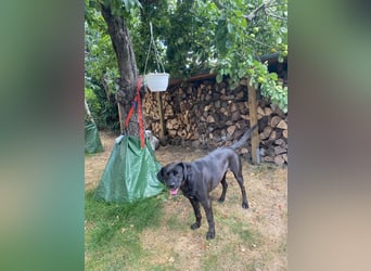 Kuma sucht ihre Menschen