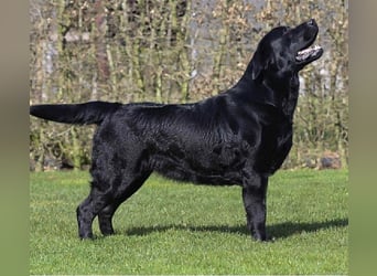 Labrador Welpen schwarz