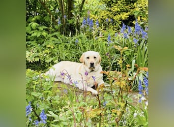 Labrador Welpen in gelb Hündin und Rüde