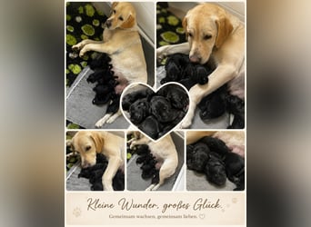 Labrador Welpen schwarz
