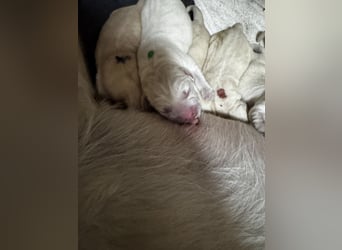 Labrador Welpen in gelb Hündin und Rüde