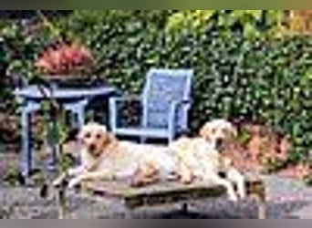 Labrador Welpen in gelb Hündin und Rüde