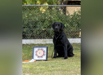 Labrador Welpen schwarz