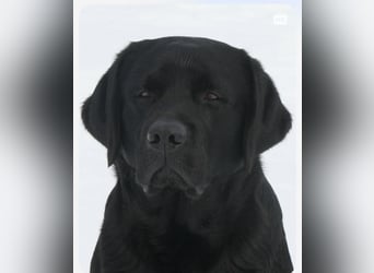 Labrador Welpen schwarz