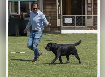 Labrador Welpen schwarz