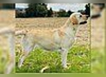 Labrador Welpen in gelb Hündin und Rüde