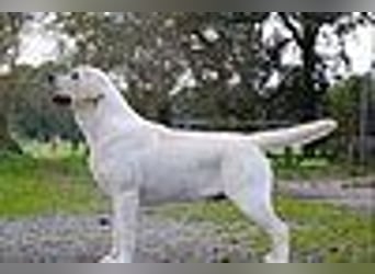 Labrador Welpen in gelb Hündin und Rüde