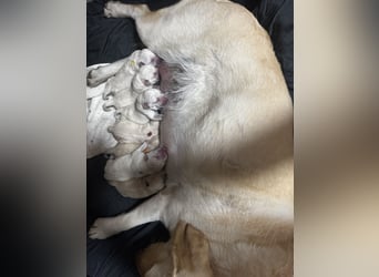 Labrador Welpen in gelb Hündin und Rüde