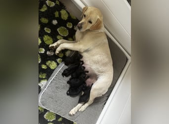 Labrador Welpen schwarz