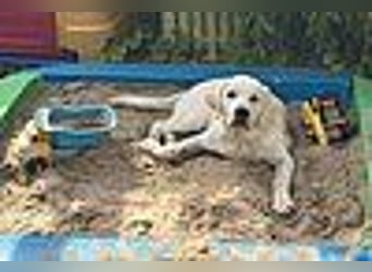 Labrador Welpen in gelb Hündin und Rüde