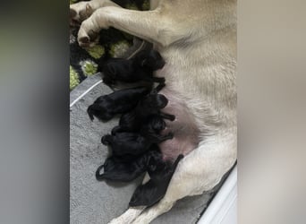 Labrador Welpen schwarz