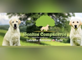 Labrador Welpen in gelb Hündin und Rüde