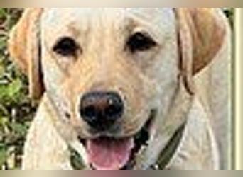 Labrador Welpen in gelb Hündin und Rüde