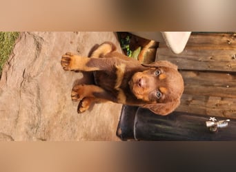 Zuckersüße Labrador WELPEN schwarz und foxred mit Ahnentafel und EU Impfbuch