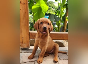 Labrador Hündin, Welpe foxred mit Ahnentafel und EU Impfbuch