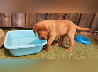Labrador Hündin, Welpe foxred mit Ahnentafel und EU Impfbuch