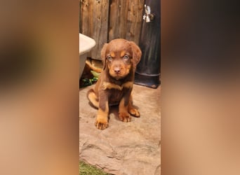 Labrador Hündin, Welpe schwarz und braun/tan mit Ahnentafel und EU Impfbuch