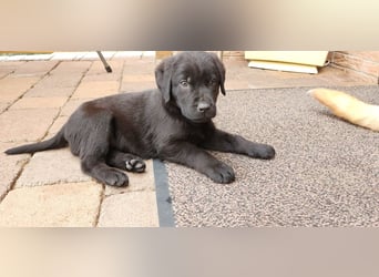 Labrador Hündin, Welpe foxred mit Ahnentafel und EU Impfbuch