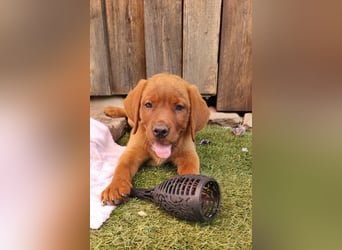 Labrador Hündin, Welpe foxred mit Ahnentafel und EU Impfbuch