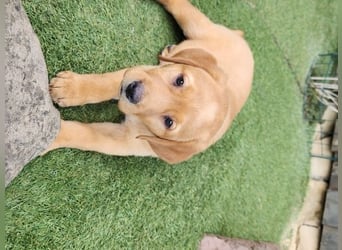 Zuckersüße Labrador WELPEN schwarz und foxred mit Ahnentafel und EU Impfbuch