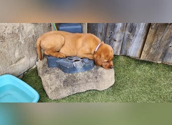 Zuckersüße Labrador WELPEN schwarz und foxred mit Ahnentafel und EU Impfbuch