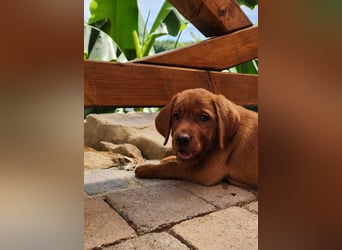 Labrador Hündin, Welpe foxred mit Ahnentafel und EU Impfbuch