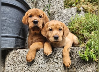 Zuckersüße Labrador WELPEN schwarz und foxred mit Ahnentafel und EU Impfbuch