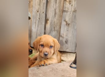 Labrador WELPEN Hündinnen foxtred mit Ahnentafel und EU Impfbuch