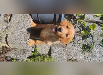 Zuckersüße Labrador WELPEN Rüde und Hündinnen mit Ahnentafel und EU Impfbuch