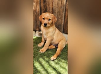 Labrador WELPEN Hündinnen foxtred mit Ahnentafel und EU Impfbuch