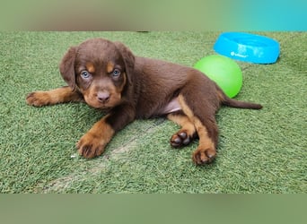 Labrador Hündin, Welpe schwarz und braun/tan mit Ahnentafel und EU Impfbuch
