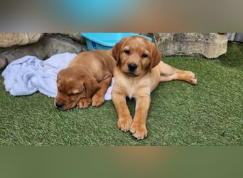Zuckersüße Labrador WELPEN schwarz und foxred mit Ahnentafel und EU Impfbuch