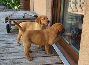 Zuckersüße Labrador WELPEN Rüde und Hündinnen mit Ahnentafel und EU Impfbuch